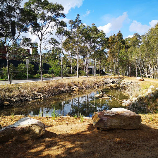 Blackmore Oval Wetlands